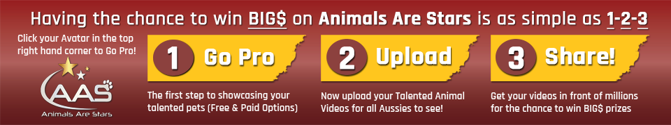 Animals Are Stars Australia